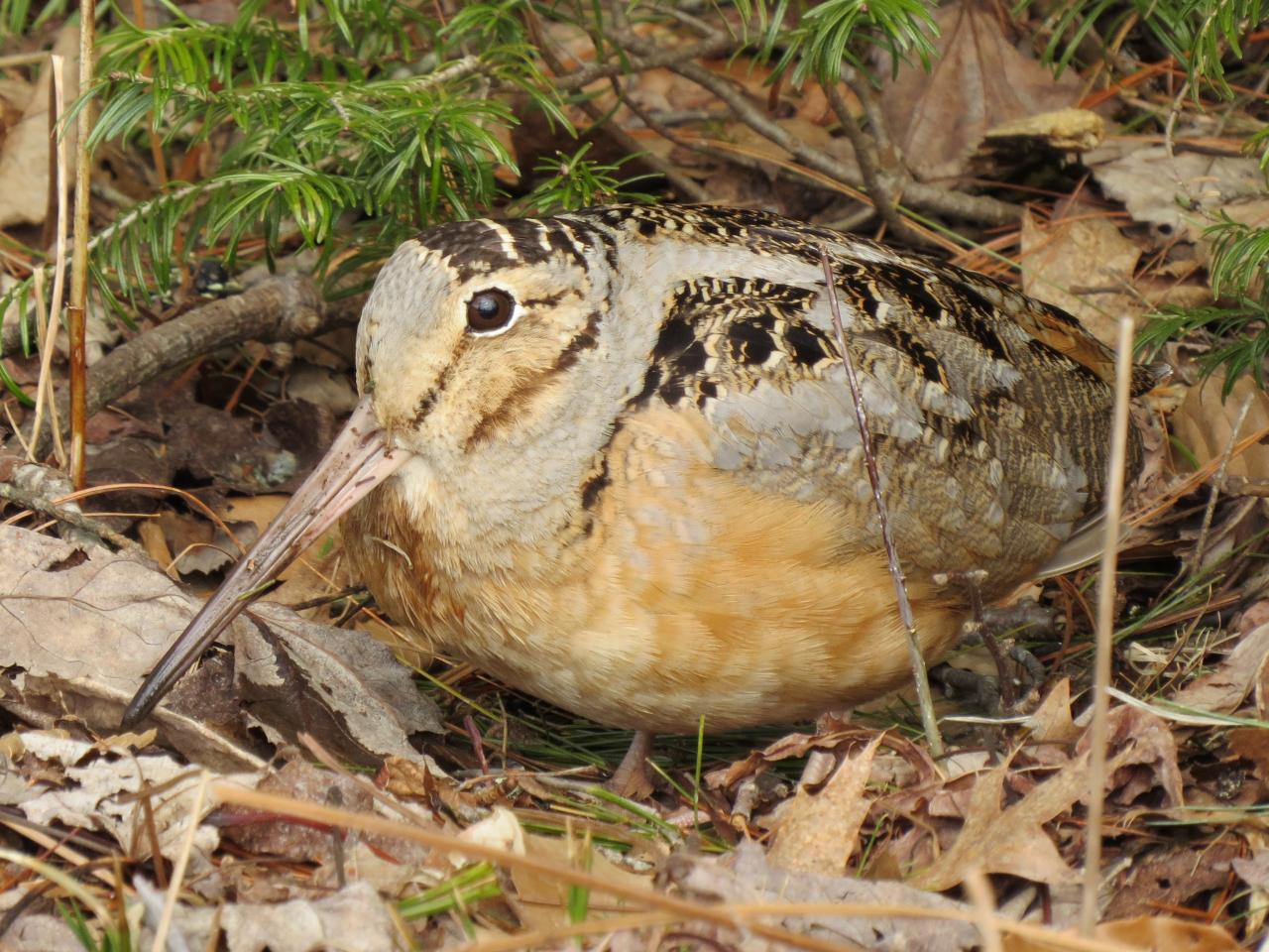 American woodcock