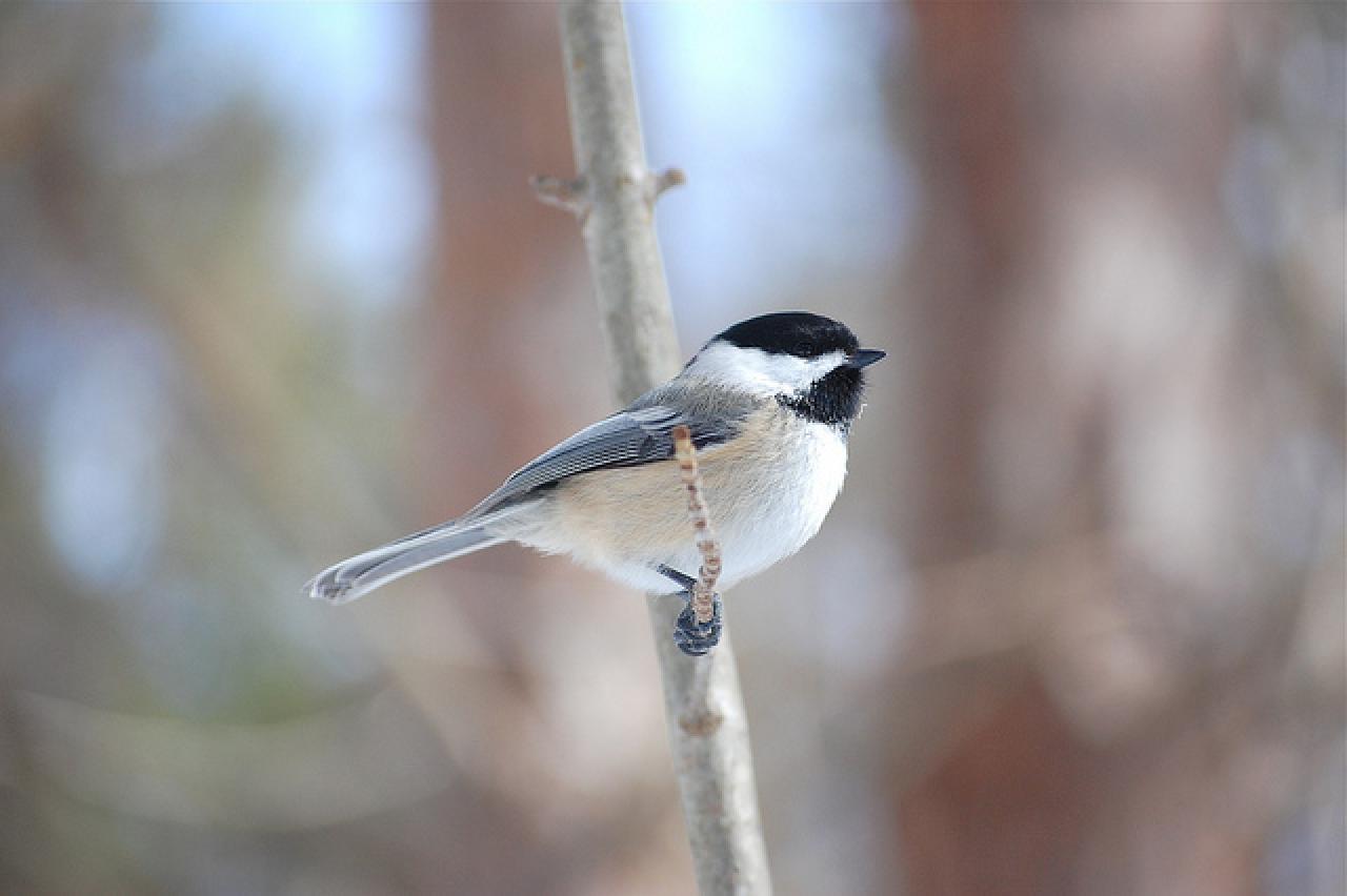 Black-capped chickadee on branch