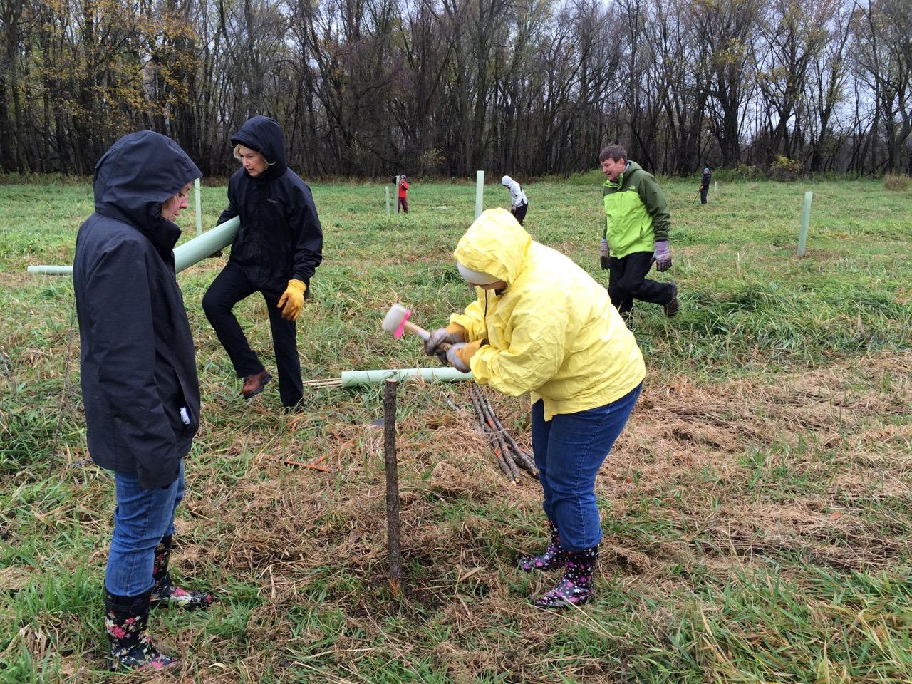 Installing cottonwood live stakes in the floodplain forest near Hastings