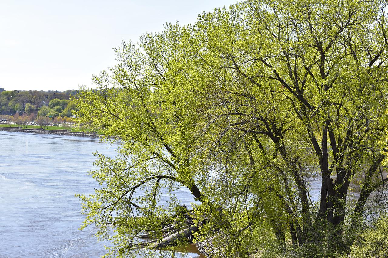 Cottonwood by the Mississippi River