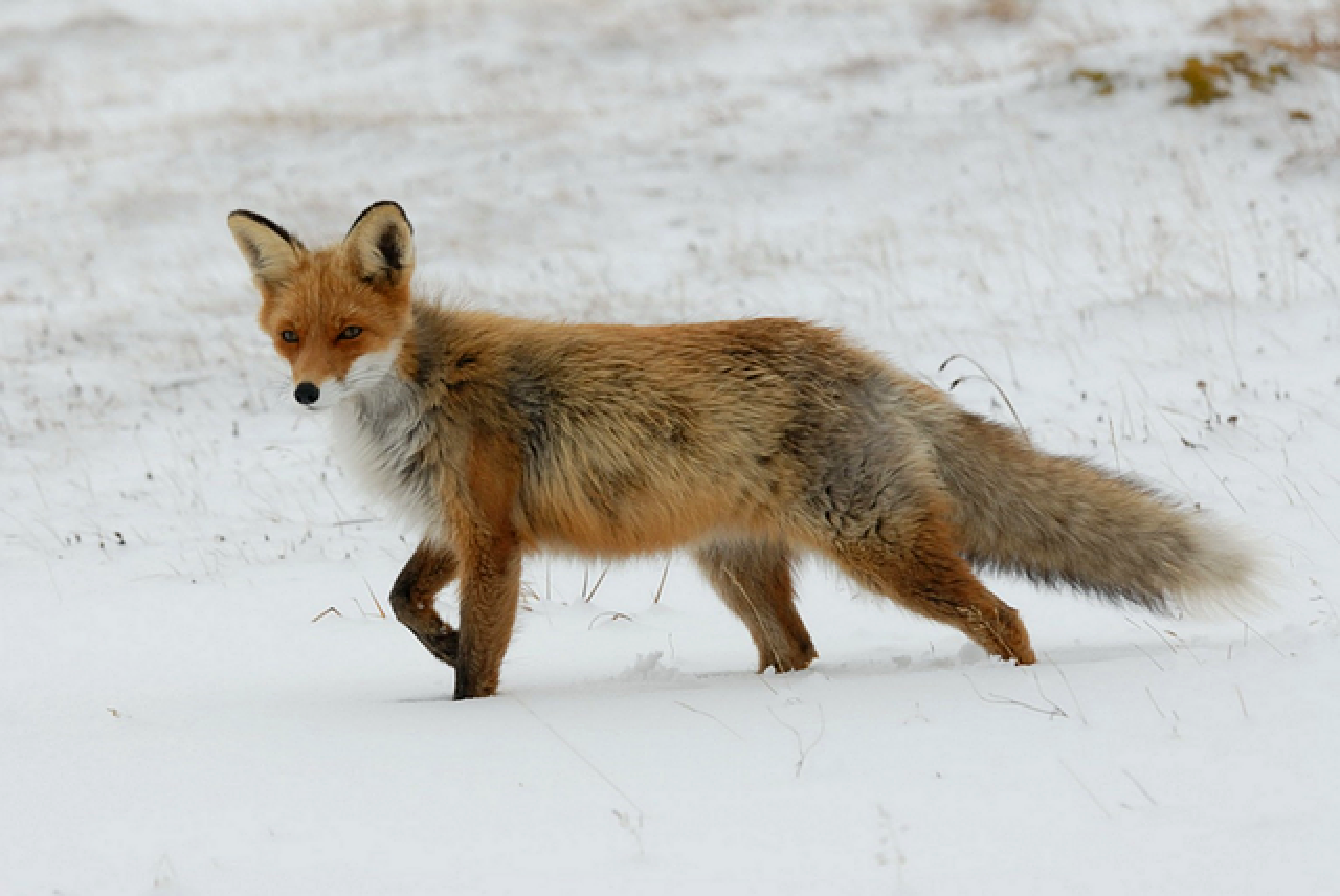 Red fox