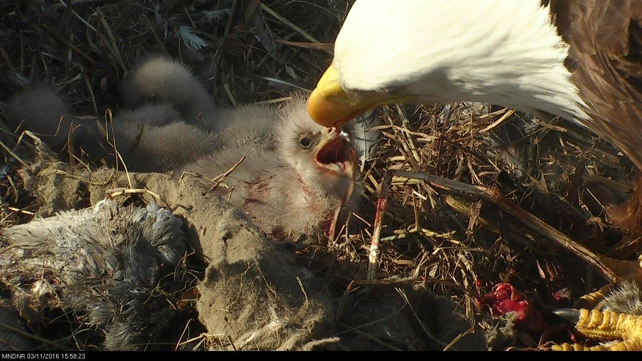 The eaglets have hatched!