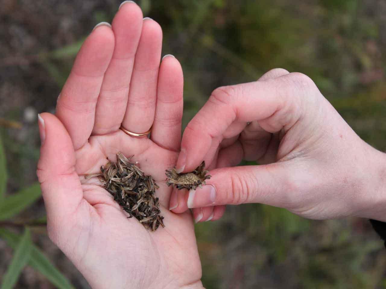 Native prairie seed harvested by hand