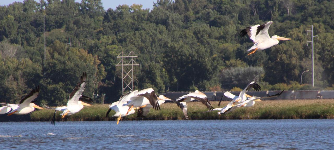 Pelicans fly up from Pig's Eye Lake