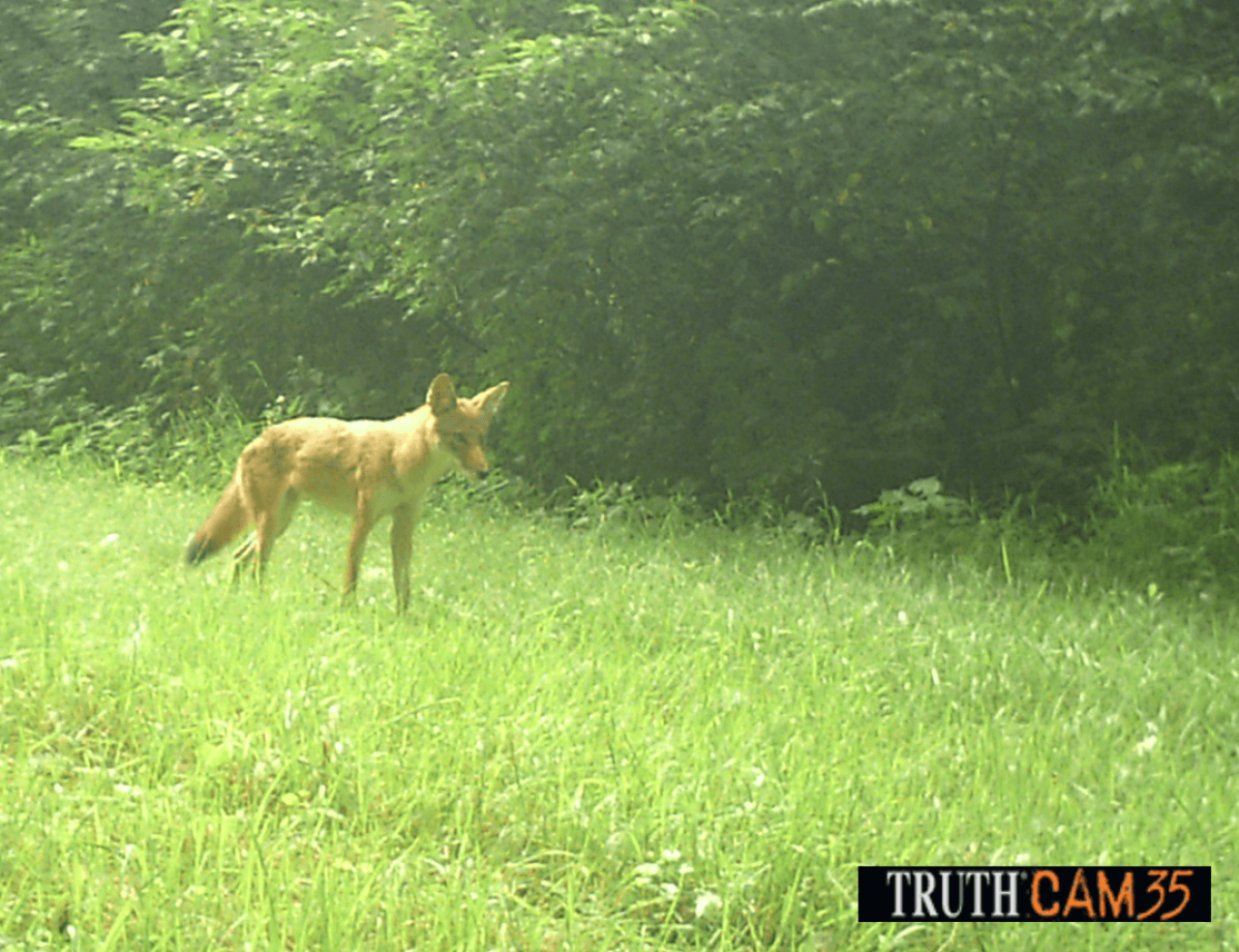 A red fox ventures into an open, grassy area. 