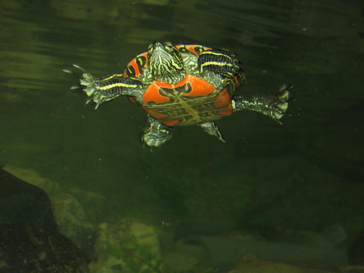 Swimming turtle