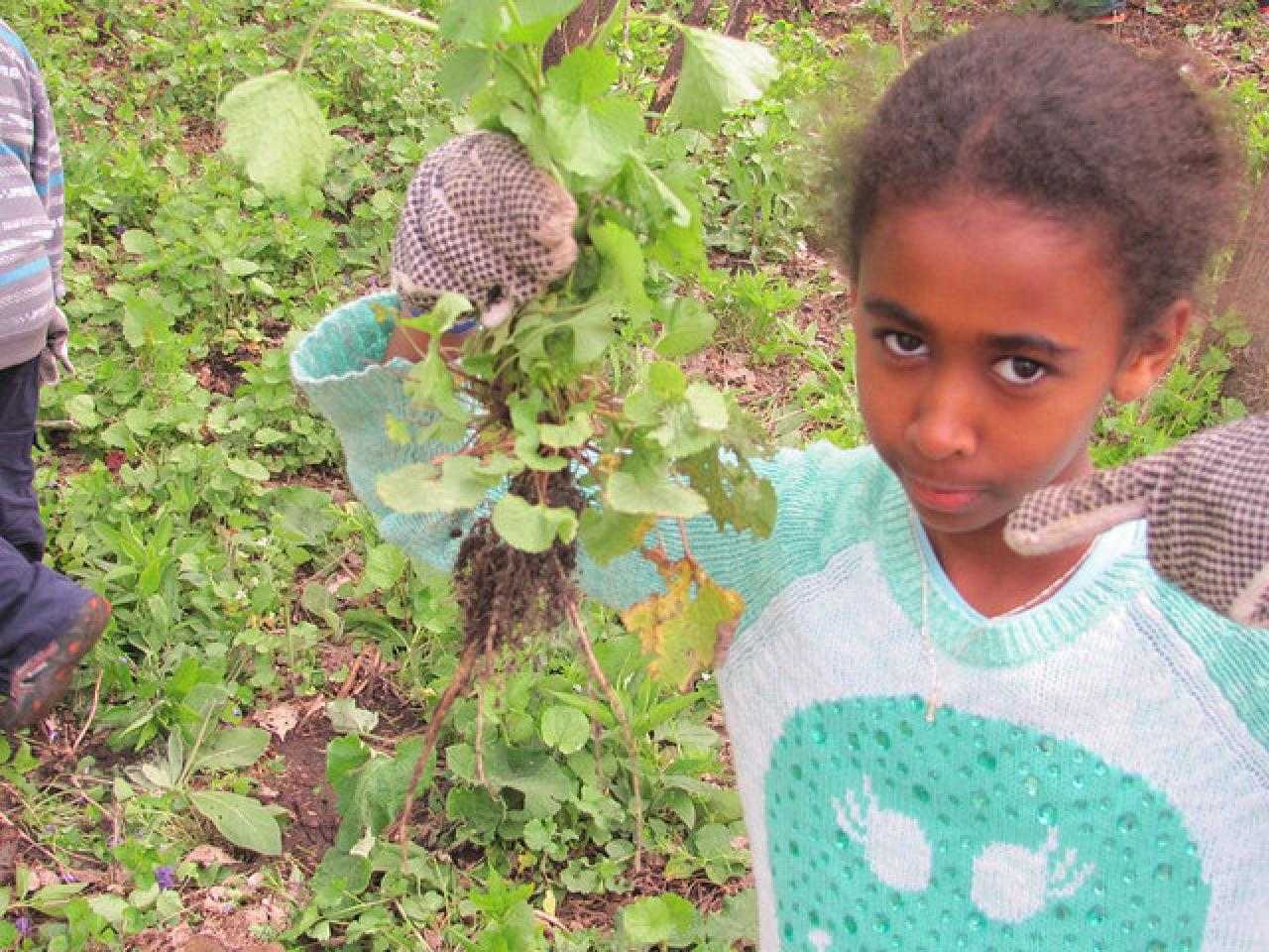 Young volunteer with pulled garlic mustard