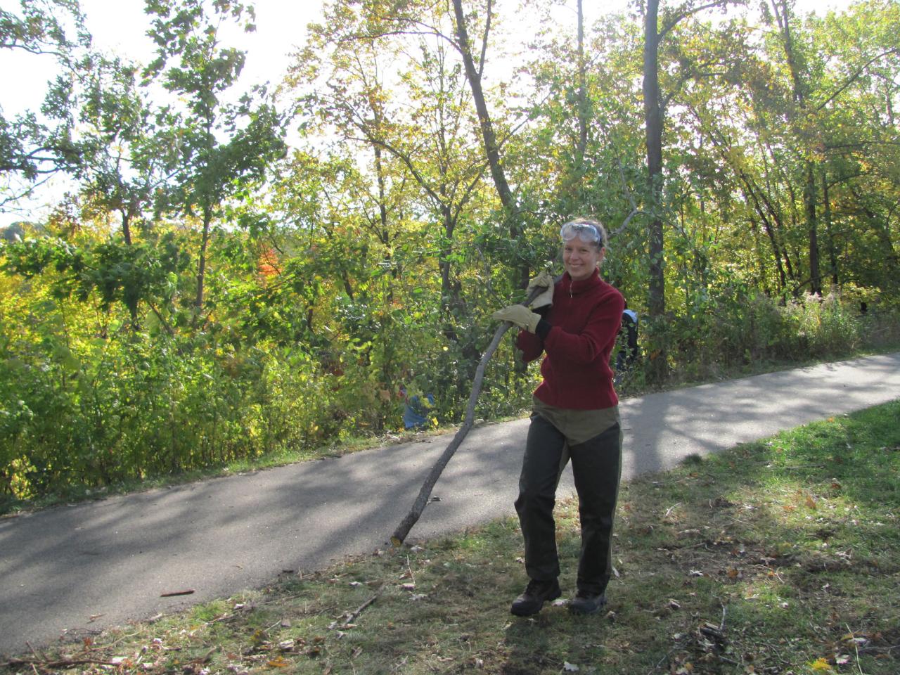 Volunteer hauling buckthorn brush