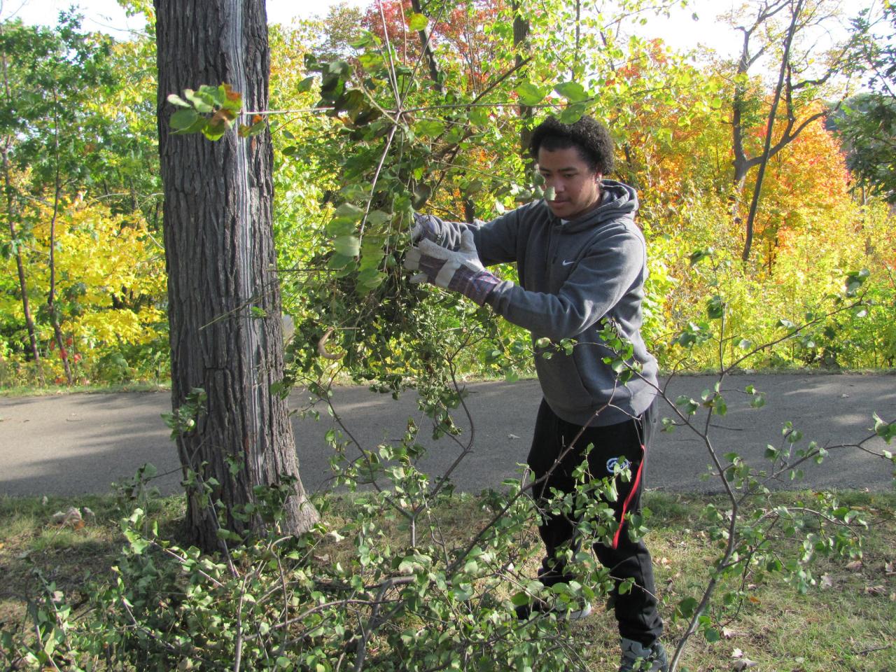 Volunteer stacking brush removed from the Mississippi River Gorge