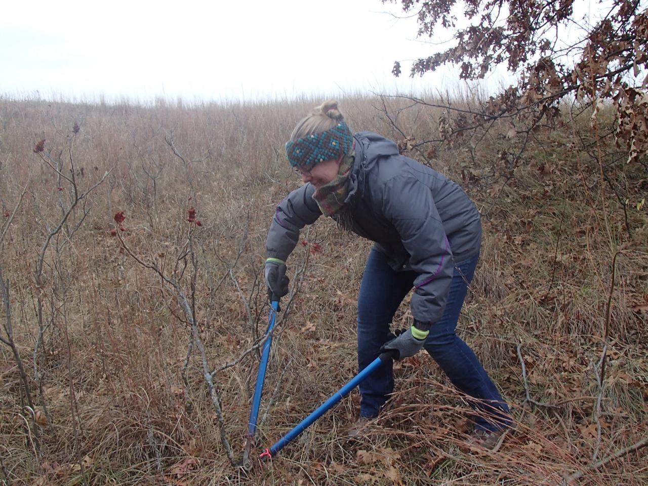 Volunteer lopping sumac