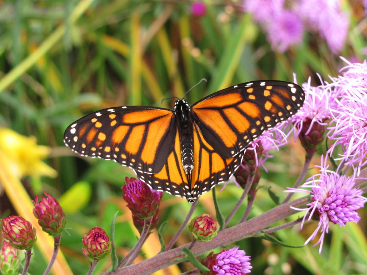 Monarch butterfly