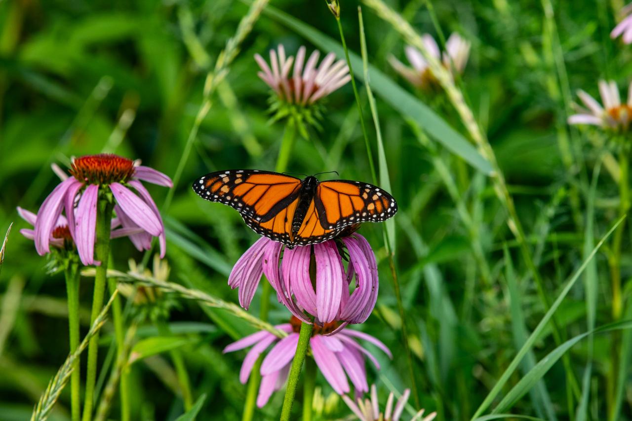 Monarch butterfly on a purple coneflower