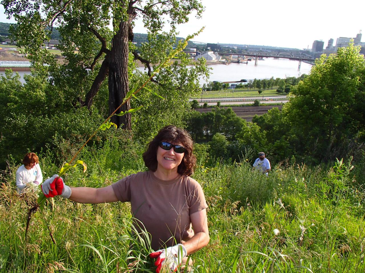 Volunteer helping restore Mounds Park