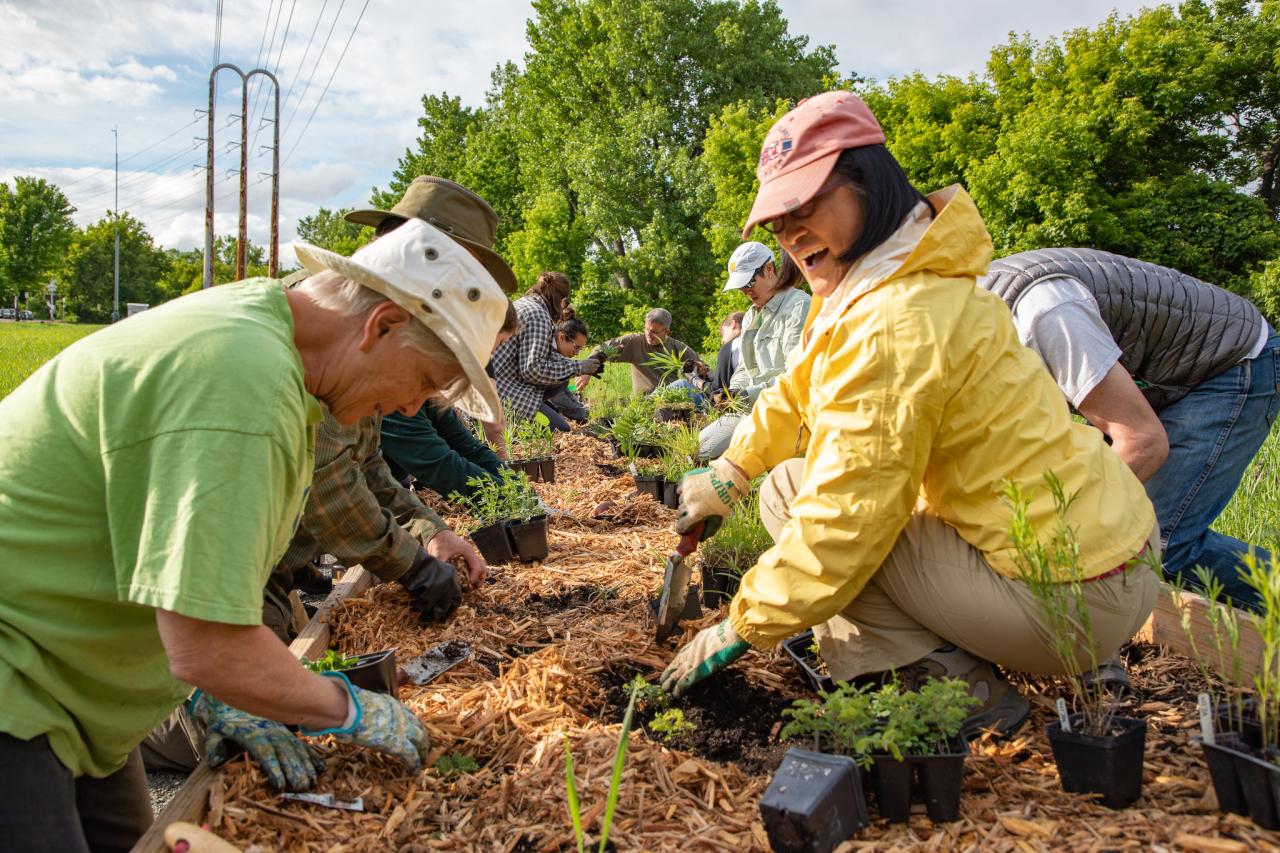 Volunteers plant the demonstration prairie on Nicollet Island