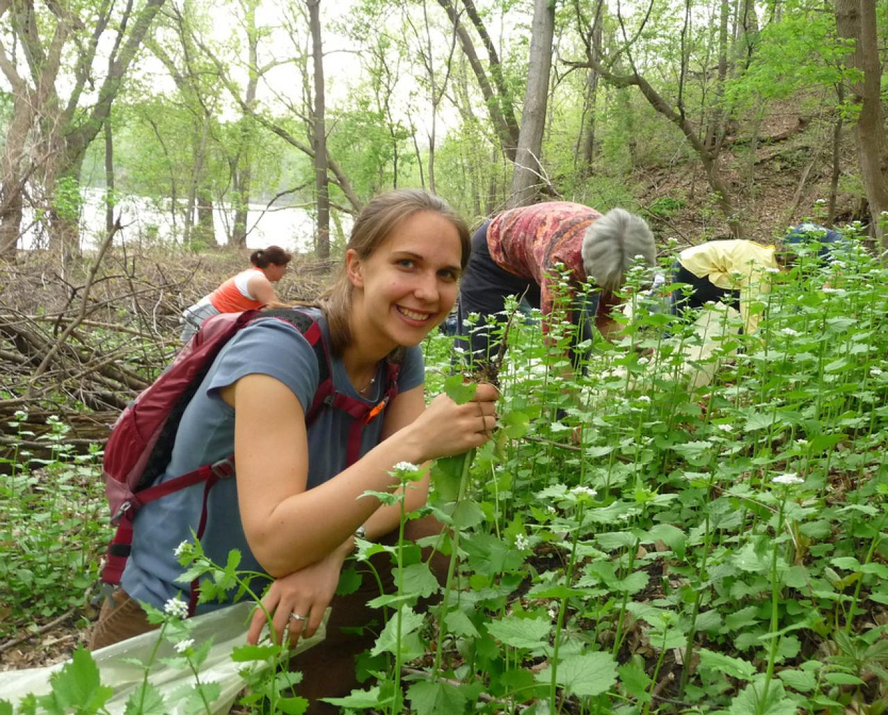 Volunteers removing garlic mustard in Crosby Farm Park