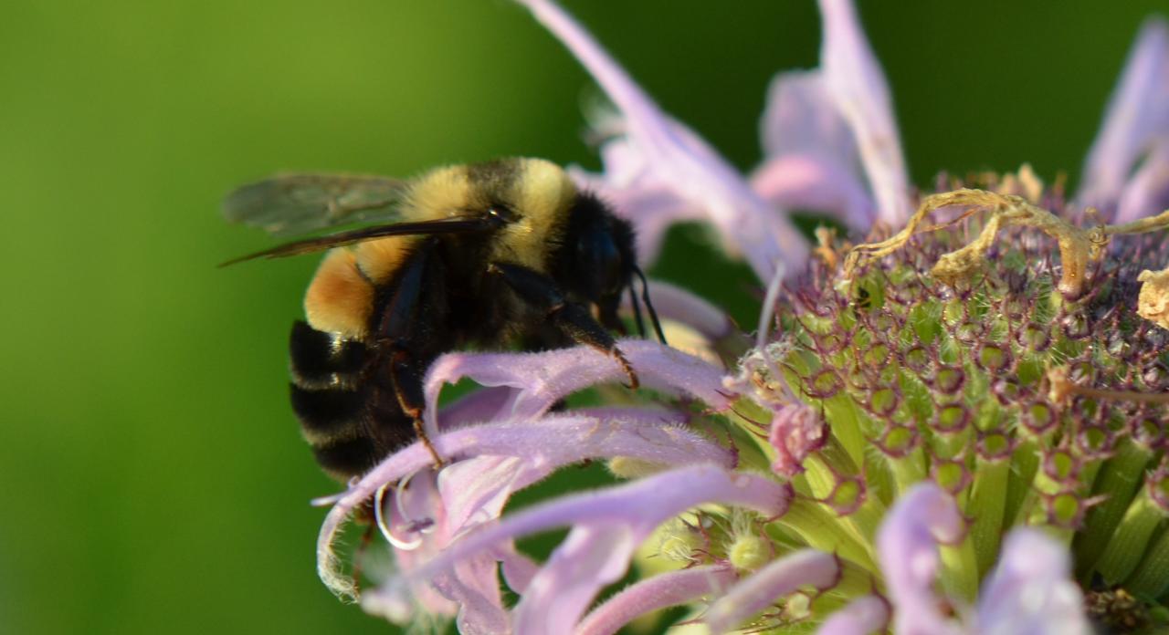 russty patched bumble bee on bergamot