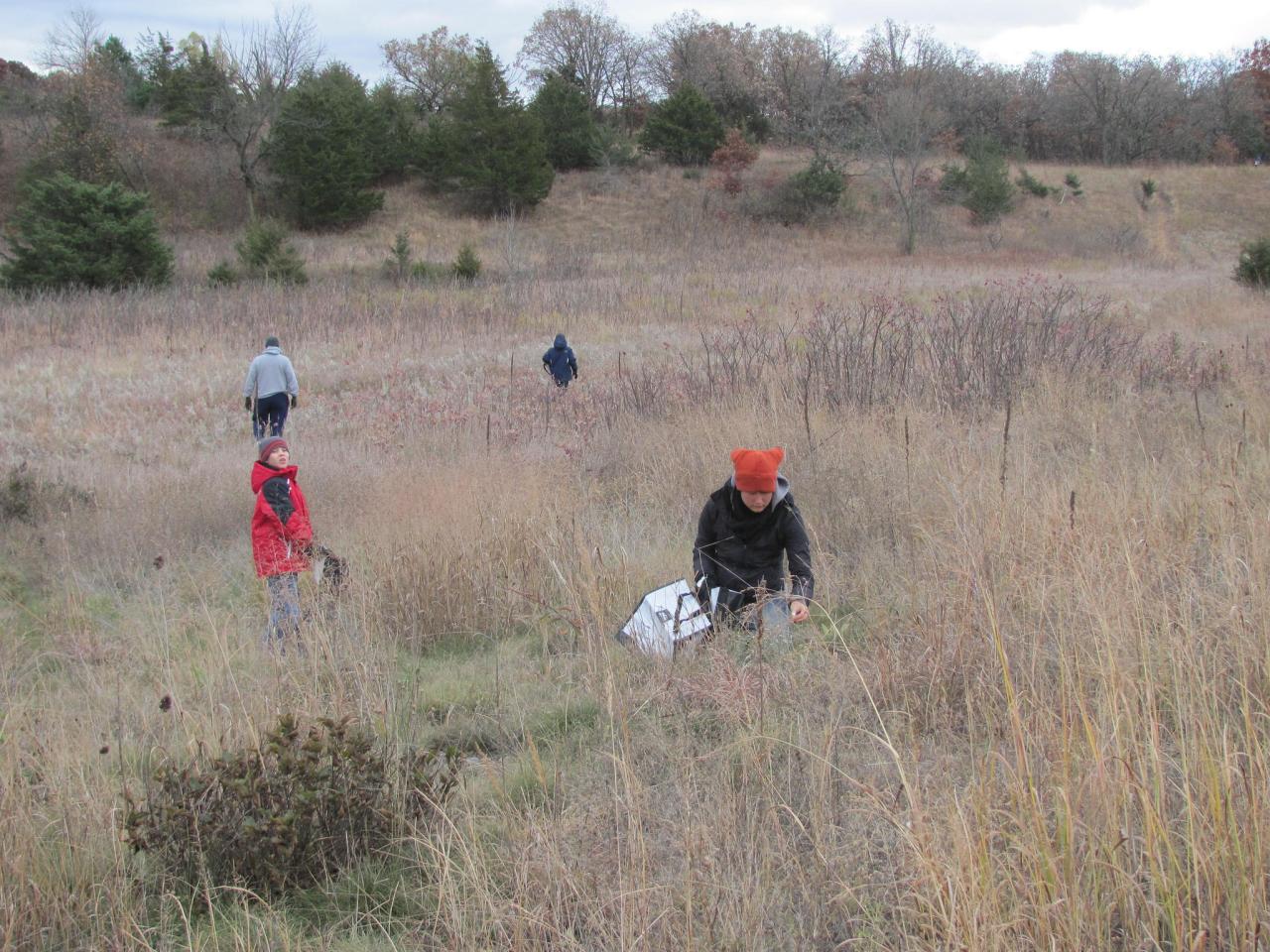 Volunteers collecting native seed at the Sand Coulee SNA