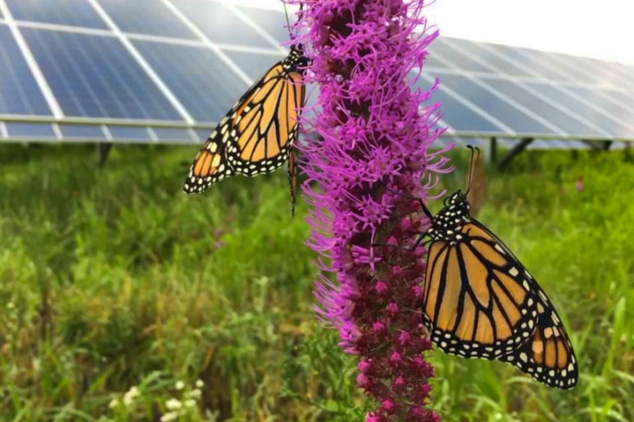 monarch butterflies on blazing star flowers in front of solar panels