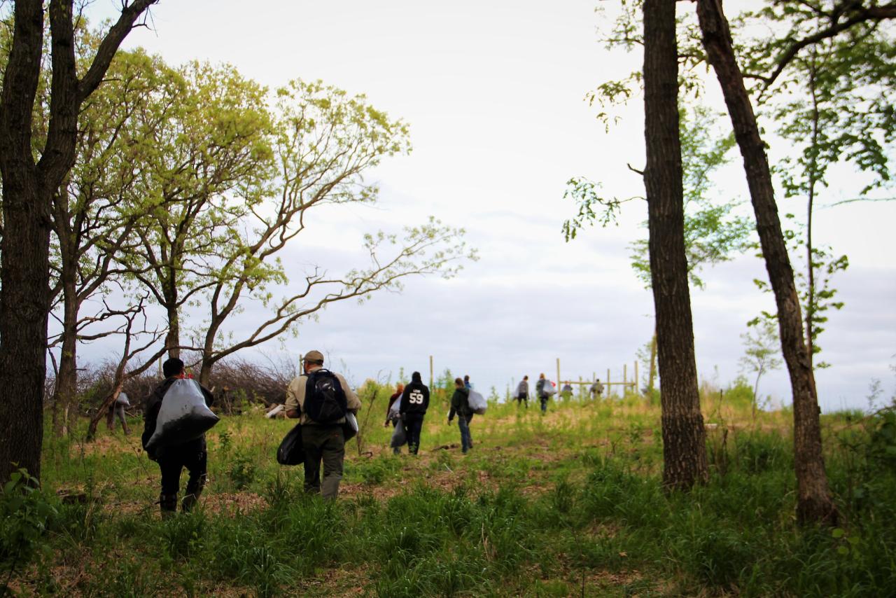 Volunteers haul out bags of garlic mustard at the Vermillion AMA