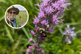 A bee on blazingstar, with an inset photo og Dr. Julia Leone.