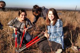 Volunteers lopping buckthorn