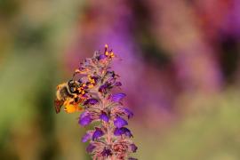 Wild bee on a leadplant prairie flower in Minnesota