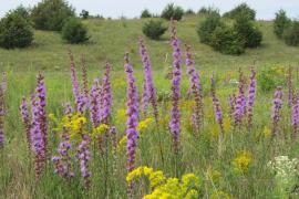 Liatris and goldenrod blooming in prairie