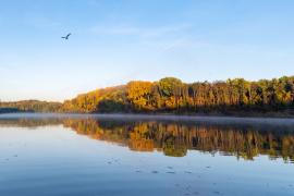 River with trees and bird