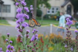 Monarch on liatris in an urban raingarden