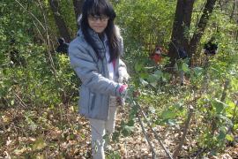 Volunteer removing buckthorn shrubs