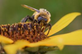 Bumble bee on sunflower