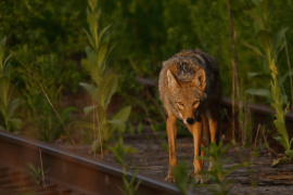 Coyote standing atop inactive railroad tracks.