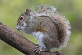 Gray squirrel feeding on a tree branch