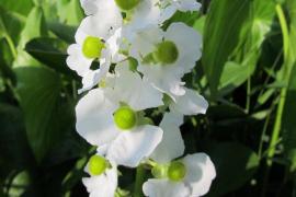 Arrowhead flowers