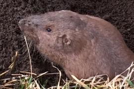 Plains pocket gopher 