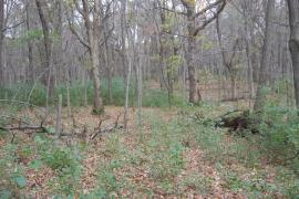 A layer of green on an otherwise gray and brown backdrop is evidence of buckthorn’s distinctive phenology.