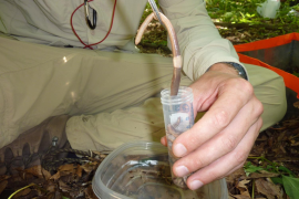 A field assistant prepares to collect a nightcrawler for analysis as part of an earthworm sampling project in Minnesota forests.