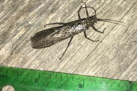 giant stonefly 1.6 inches long