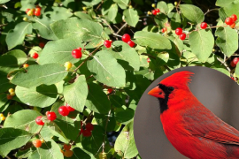 The paired, bright red berries of bush honeysuckles are easy to spot in the fall.