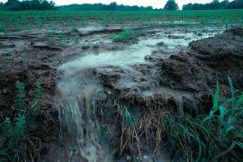 Water running off farm fields carries pollution into the nearest waterways.