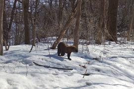 Fisher in forest