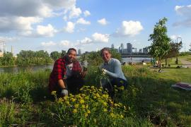 Volunteers remove invasive species