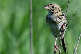 Henslow's Sparrow