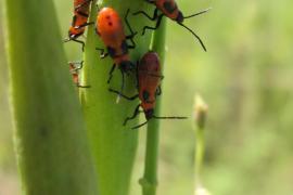 Milkweed bug nymphs with black wing buds, found on whorled milkweed in late August in Dakota County. Once mature, this generation will fly south as food supplies dwindle. 