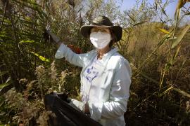 Tending the prairie at Mounds Park