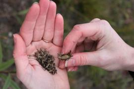 Native prairie seed harvested by hand