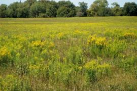 Perennial grasses for biofuels