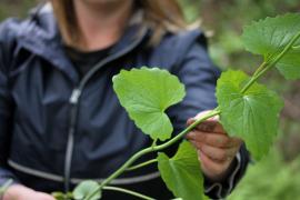 A volunteer holds up garlic mustard, one of many plants ready to be pulled this spring