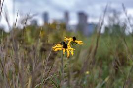 Ole Olson prairie with Minneapolis skyline in background