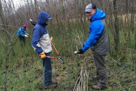 Volunteers preparing live-stakes